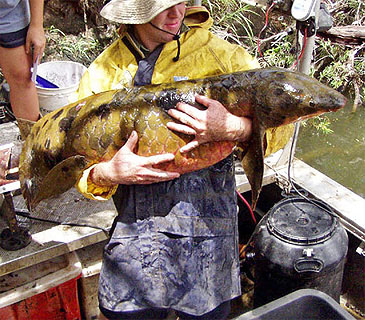 2723_Australian Lungfish_Neoceratodus forsteri.jpg